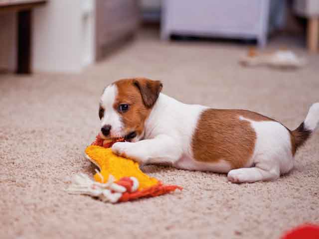 Domestic carpets cleaned